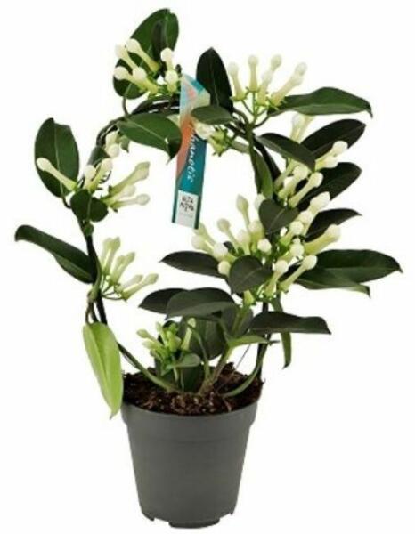 V S Rl S Stephanotis Floribunda Other Cm Es Cser Pben Kb Cm