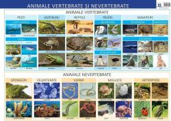 Animale vertebrate și nevertebrate - Planșă educativă (ISBN: 9786066835404)