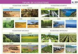 Tipuri de ecosisteme - Planșă educativă (ISBN: 9786066835411)