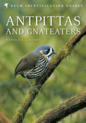 Antpittas and Gnateaters - Harold Greeney (ISBN: 9781472919649)