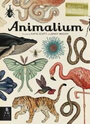 Animalium - Jenny Broom (ISBN: 9781787411647)