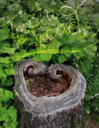 Trophic Cascade - Camille T. Dungy (ISBN: 9780819577191)