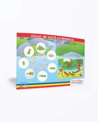 CICLUL DE VIATA LA BROASCA - Plansa tematica (ISBN: 9786066335348)