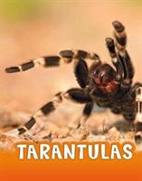 Tarantulas (ISBN: 9781474794930)