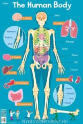 Human Body - Collins Maps (ISBN: 9780008304812)
