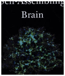 Self-Assembling Brain - Peter Robin Hiesinger (ISBN: 9780691181226)