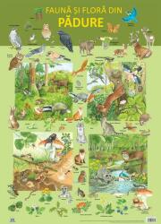 Plansa. Fauna si flora din padure (ISBN: 9786066837095)