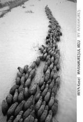 Maramuresul meu - Miya Kosei (ISBN: 9786068265247)