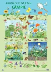 Plansa - Fauna si flora din campie (ISBN: 9786066837101)