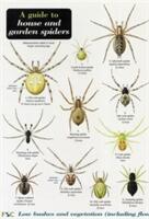 Guide to House and Garden Spiders - Richard Lewington (2002)