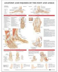 Anatomy and Injuries of the Foot and Ankle - Acc, Anatomical Chart Company, Anatomical Chart Company (2004)