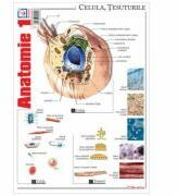 Pliant Anatomie 1 (ISBN: 9786065903562)