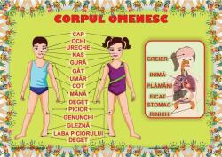 Corpul Omenesc. Plansa educationala (ISBN: 9786065744523)
