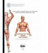Anatomy of the trunk. The thorax - Denes Lorand (ISBN: 9789731696300)