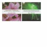 Lumina din noi - Floare de cais. Pe toate fulgerul le gusta doar o data - Paulina Popa, Bill Wolac (ISBN: 9789737534781)