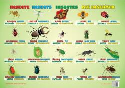 Insecte. Plansa educationala (ISBN: 9786065744202)