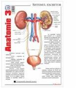 Pliant Anatomie 3 (ISBN: 9786065903586)