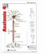Pliant Anatomie 4 (ISBN: 9786065903593)