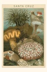 Vintage Journal Sea Anemones Santa Cruz California (ISBN: 9781648117374)