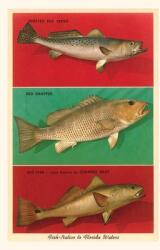 Vintage Journal Fish Native to Florida Waters (ISBN: 9781669519355)