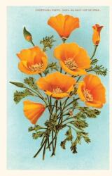 Vintage Journal California Poppies (ISBN: 9781680819137)
