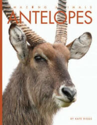Antelopes - Kate Riggs (ISBN: 9781628322149)