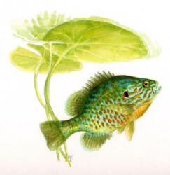 A Fish Guide to Freshwater Fishes of Ontario - Nicholas Mandrake, Mary Burridge (ISBN: 9780888545282)