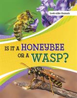 Is It a Honeybee or a Wasp? (ISBN: 9781398225671)