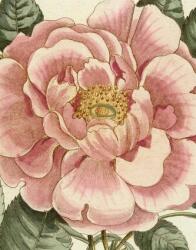 John Derian Picture Book II (ISBN: 9781648294167)