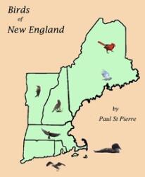 Birds of New England (ISBN: 9798317573126)