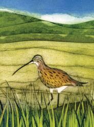 Wild Birds Pocket Notebook: Curlew (ISBN: 9781780279374)