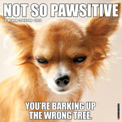 Not So Pawsitive 12 X 12 Wall Calendar (ISBN: 9781549256011)