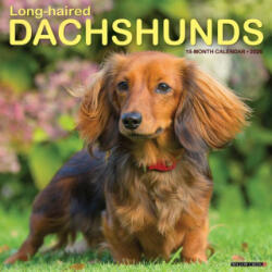 Longhaired Dachshunds 12 X 12 Wall Calendar - Willow Creek Press (ISBN: 9781549255939)