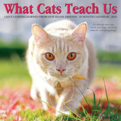 What Cats Teach Us 2026 12 X 12 Wall Calendar - Glen Dromgoole (ISBN: 9781549253157)