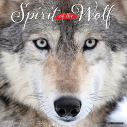 Spirit of the Wolf 2026 12 X 12 Wall Calendar - Willow Creek Press (ISBN: 9781549252884)