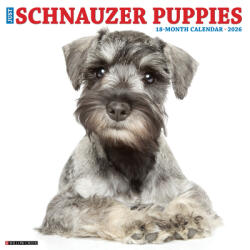 Schnauzer Puppies 2026 12 X 12 Wall Calendar - Willow Creek Press (ISBN: 9781549252679)