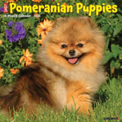 Pomeranian Puppies 2026 12 X 12 Wall Calendar - Willow Creek Press (ISBN: 9781549252419)