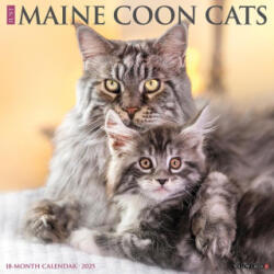 Maine Coon Cats 2026 12 X 12 Wall Calendar (ISBN: 9781549251849)