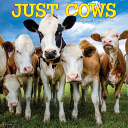 Cows 2026 12 X 12 Wall Calendar - Willow Creek Press (ISBN: 9781549250903)