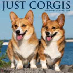Corgis 2026 12 X 12 Wall Calendar - Willow Creek Press (ISBN: 9781549250835)