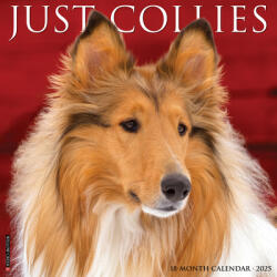 Collies 2026 12 X 12 Wall Calendar - Willow Creek Press (ISBN: 9781549250804)
