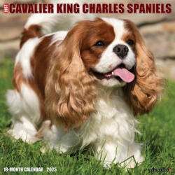 Cavalier King Charles Spaniels 2026 12 X 12 Wall Calendar - Willow Creek Press (ISBN: 9781549250651)