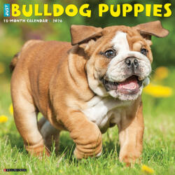 Bulldog Puppies 2026 12 X 12 Wall Calendar - Willow Creek Press (ISBN: 9781549250422)