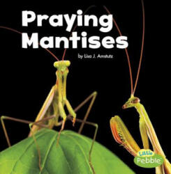 Praying Mantises - Lisa J. Amstutz (ISBN: 9781515778387)