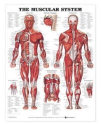 Muscular System Anatomical Chart - Anatomical Chart Company (ISBN: 9781587796838)