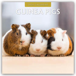 Guinea Pigs 2026 Square Wall Calendar (2025)