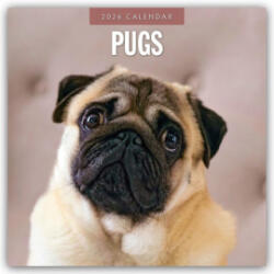 Pugs 2026 Square Wall Calendar (2025)
