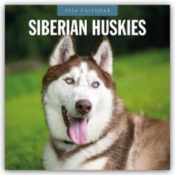 Siberian Huskies - Sibirischer Husky - Sibirische Huskys 2026 - 16-Monatskalender (2025)