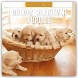 Golden Retriever Puppies 2026 Square Wall Calendar (2025)