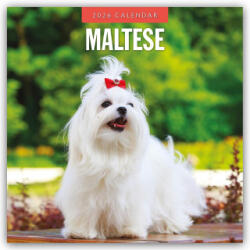 Maltese 2026 Square Wall Calendar (2025)